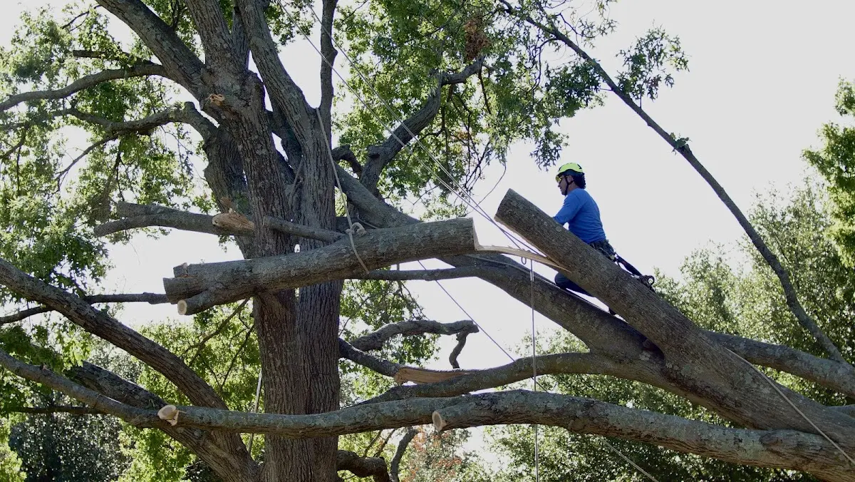 Professional Crown Thinning performed by certified arborists in Coalville