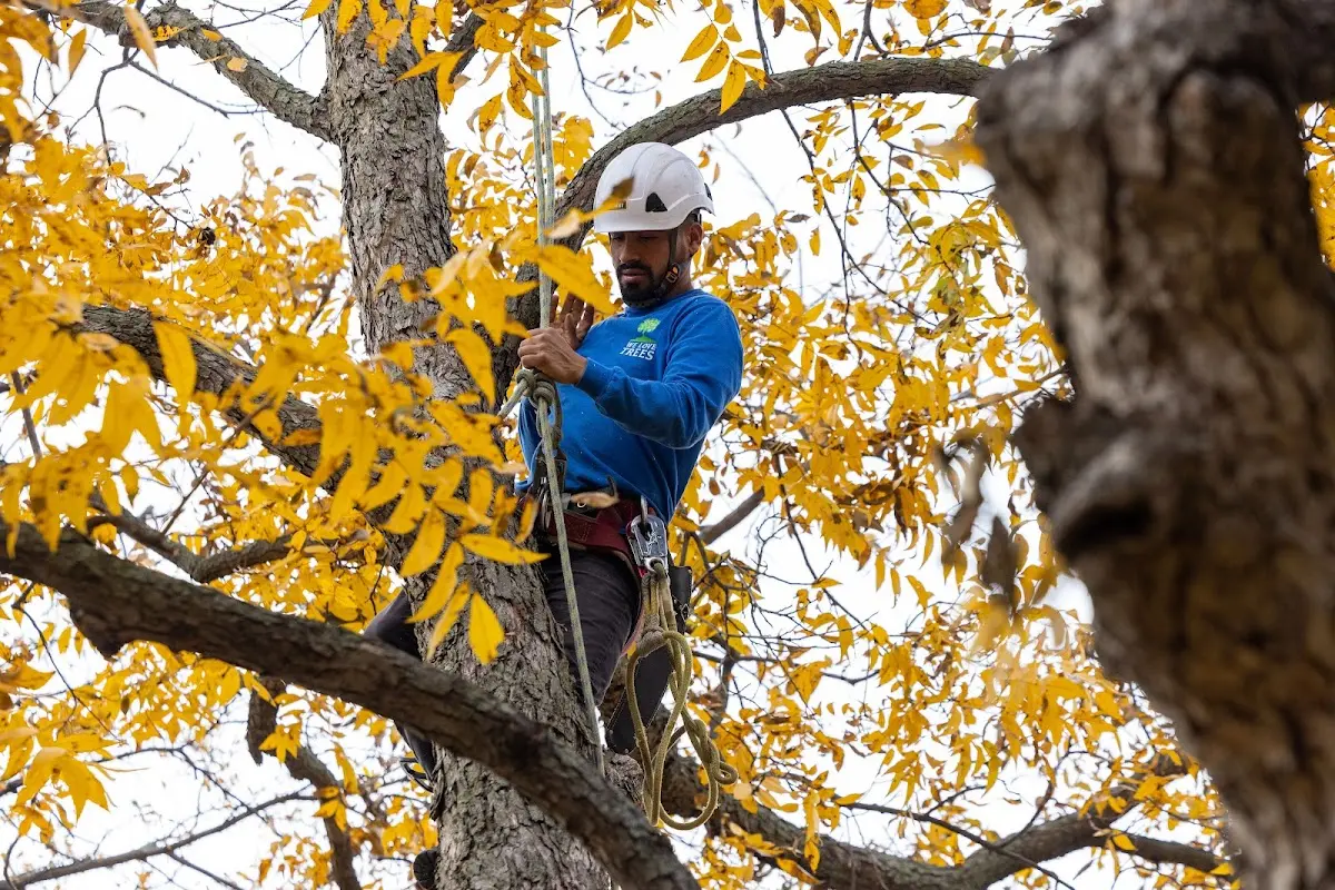 Skilled Tree Pruning crew working in Coalville