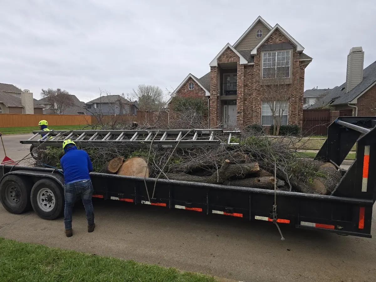 Expert Tree Pest Control with proper safety equipment in Coalville